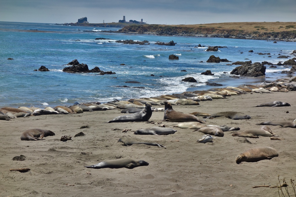 Seelöwen Strand Kalifornien