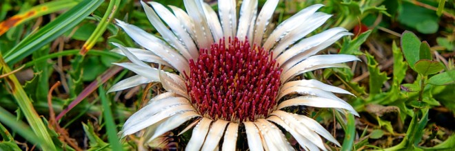 silberdistel