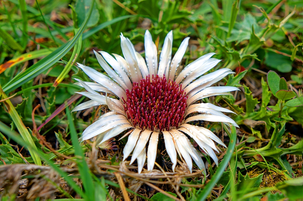 Silberdistel