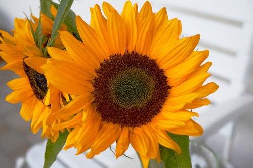 sonnenblume