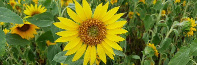 Sonnenblumen Feld