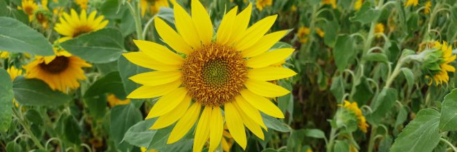 Sonnenblumen Feld