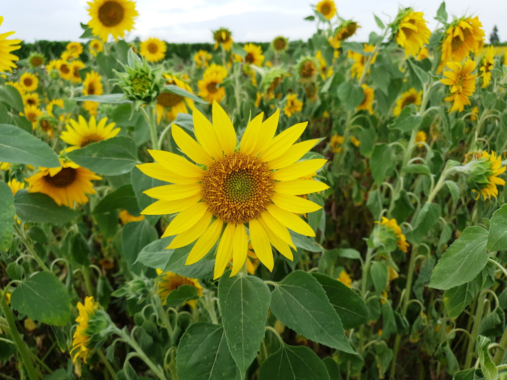 Sonnenblumen Feld