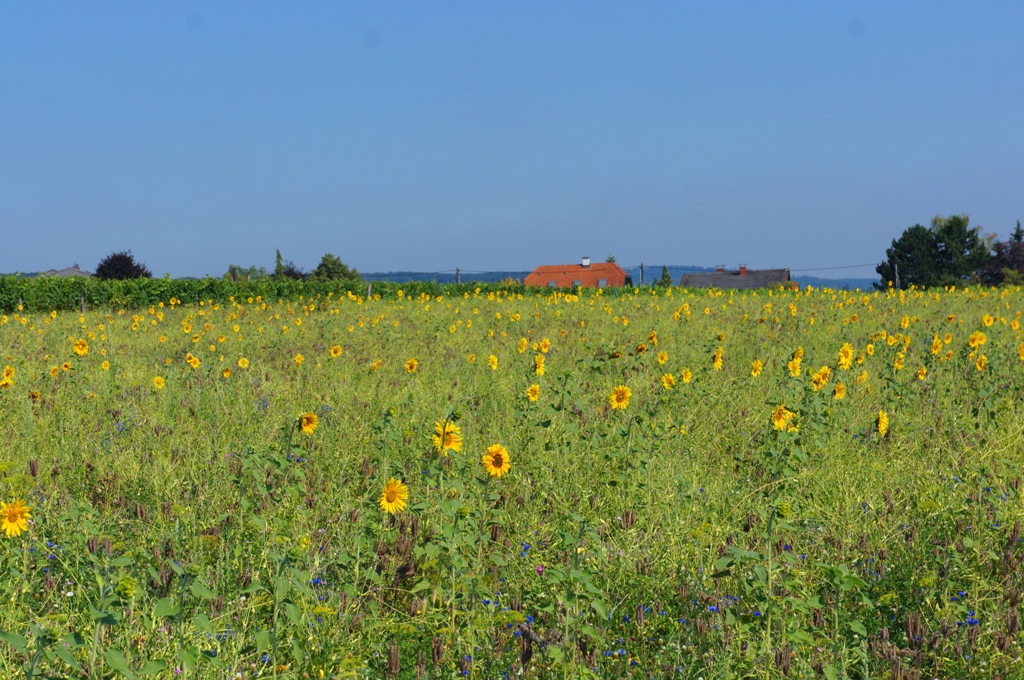 Sonnenblumen Feld