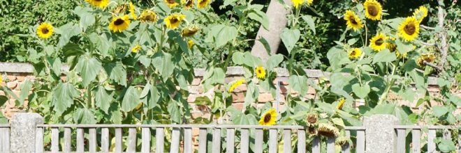 Sonnenblumen Gartenzaun