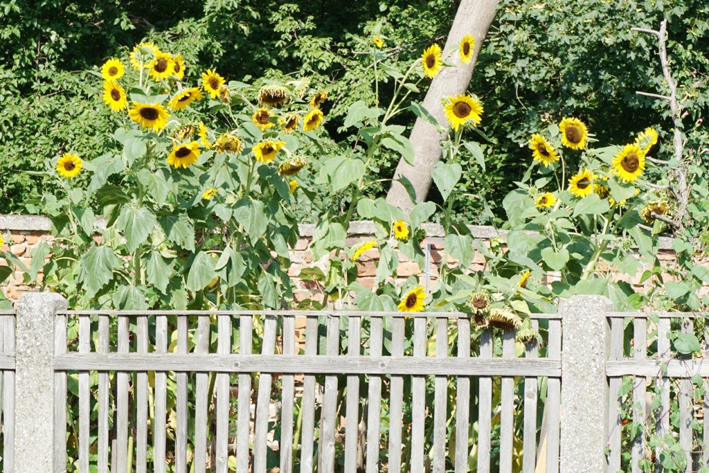 Sonnenblumen Gartenzaun