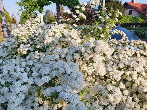 Spierstrauch Hecke