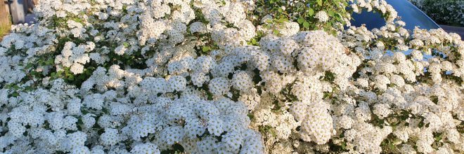 Spierstrauch Hecke