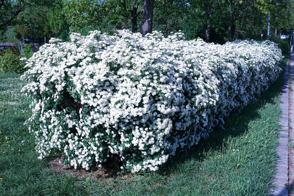 Spierstrauch Hecke