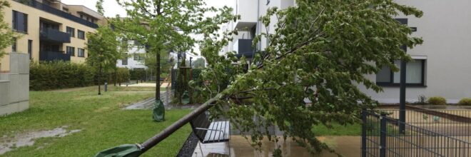 Umgefallener Baum Sturm
