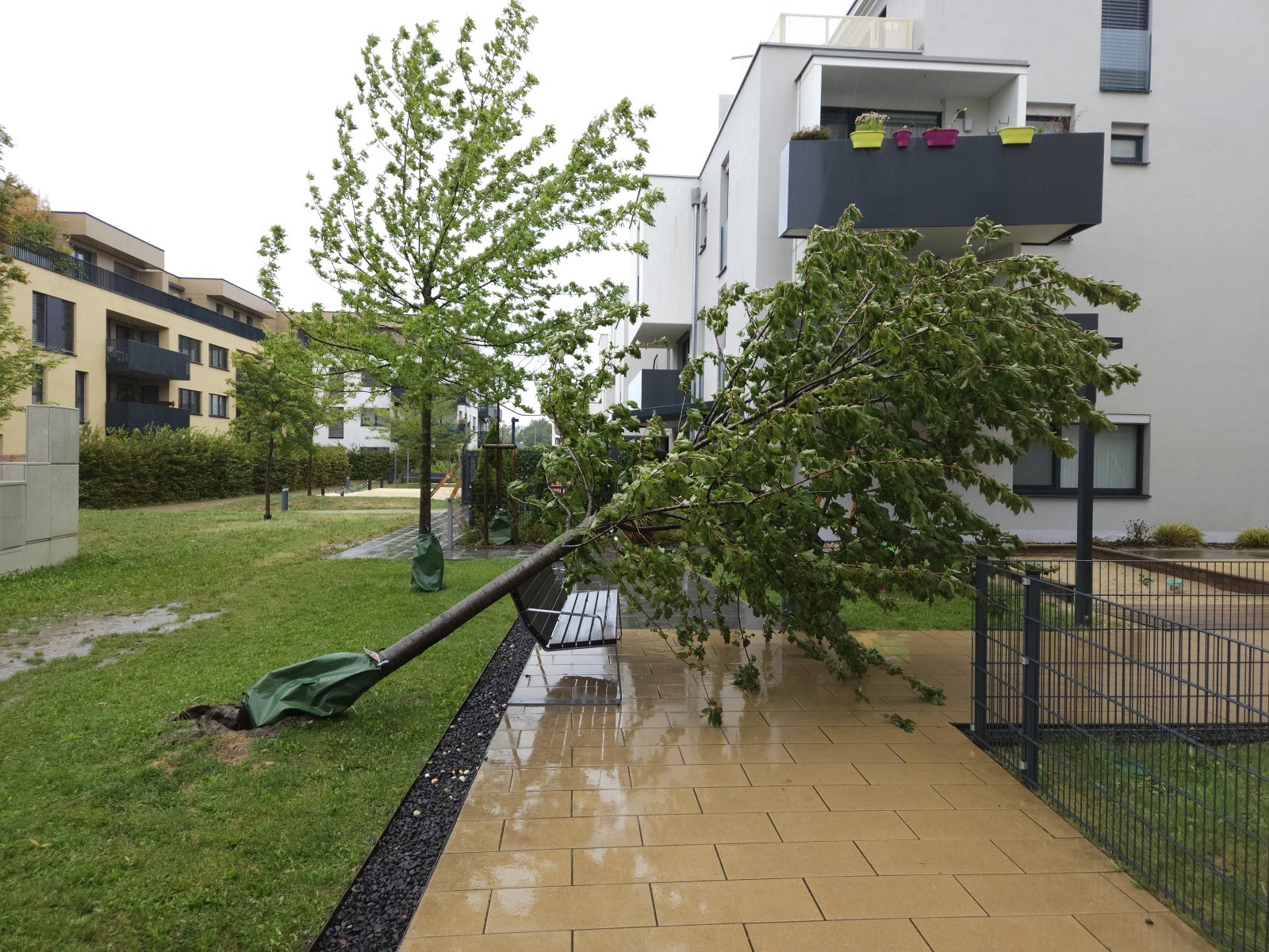 Umgefallener Baum Sturm