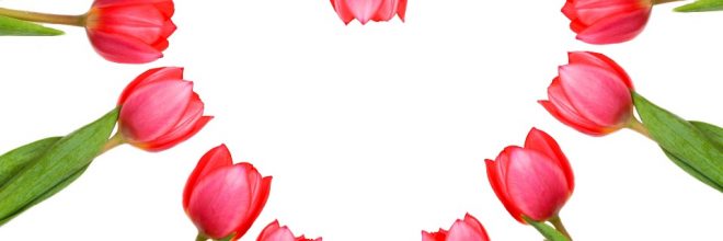 Valentinstag / Herz aus Tulpen