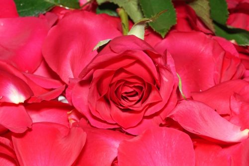 Valentinstag / Rote Rose auf Rosenblüten