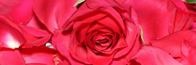 Valentinstag / Rote Rose auf Rosenblüten
