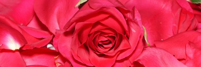 Valentinstag / Rote Rose auf Rosenblüten