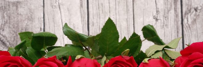 Valentinstag - Rote Rosen vor Holzwand