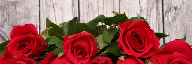 Valentinstag / Rote Rosen vor einer Holzwand