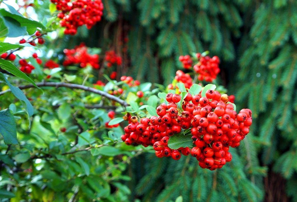 Vogelbeeren 1