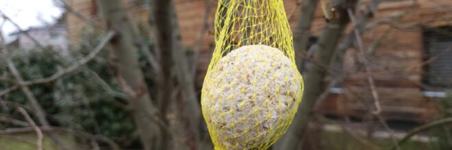 Vogelknödel Meisenknödel auf Baum