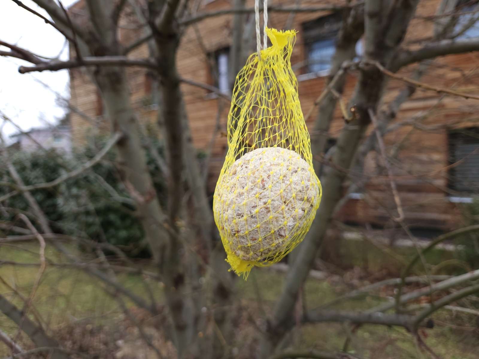 Vogelknödel Meisenknödel auf Baum