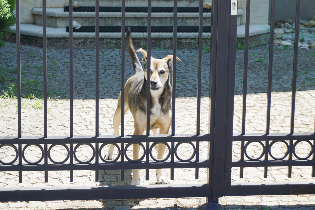 Wachhund hinter Zaun