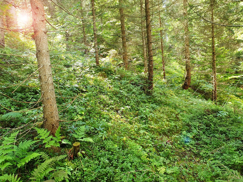 Wald Bäume