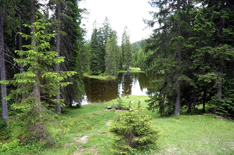 Wald Waldwiese See