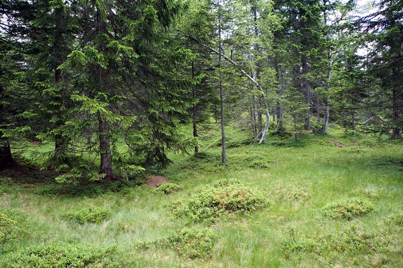 Wald & Bäume