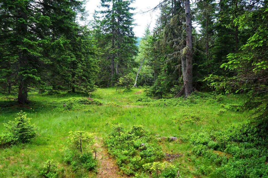 Wald Bäume