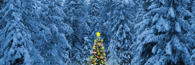 weihnachtsbaum im wald