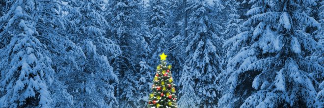 weihnachtsbaum im wald