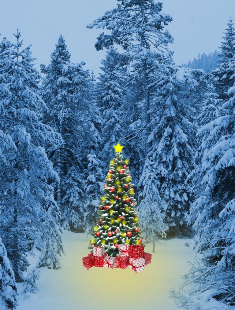 Weihnachtsbaum im Wald Hochformat lizenzfreie Bilder kostenloser