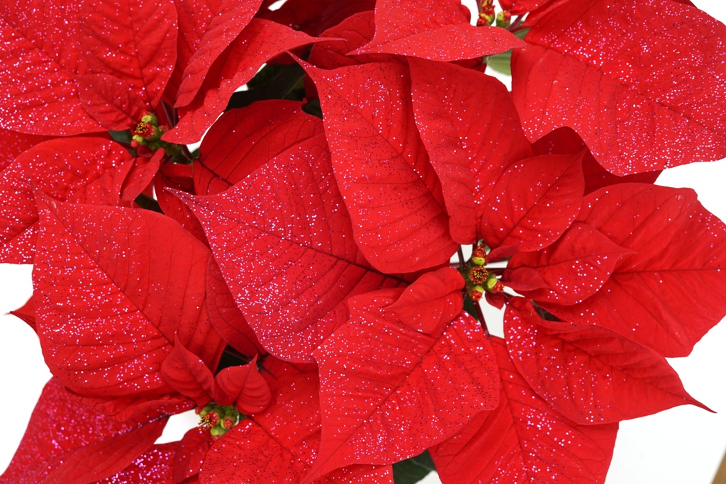 Weihnachtsstern Rot