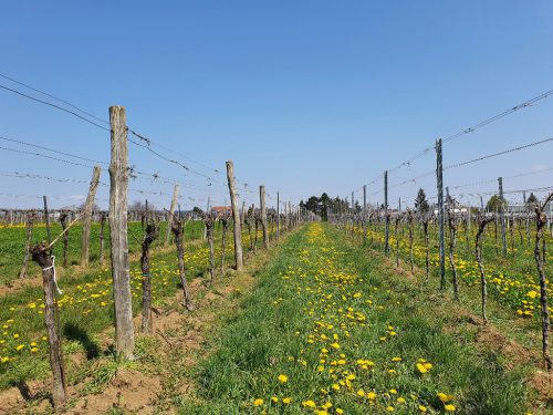 Weinfeld im Frühjahr