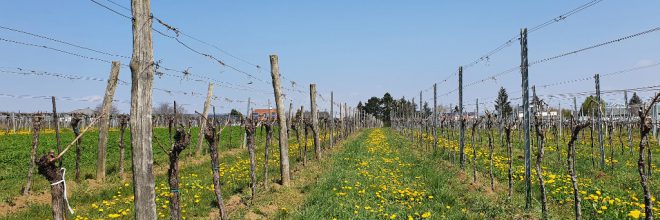 Weinfeld im Frühjahr