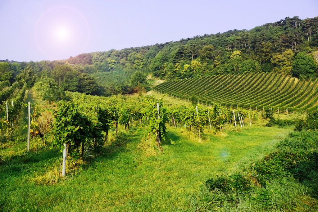 Weinhänge – Herbstzeit ist Weinzeit