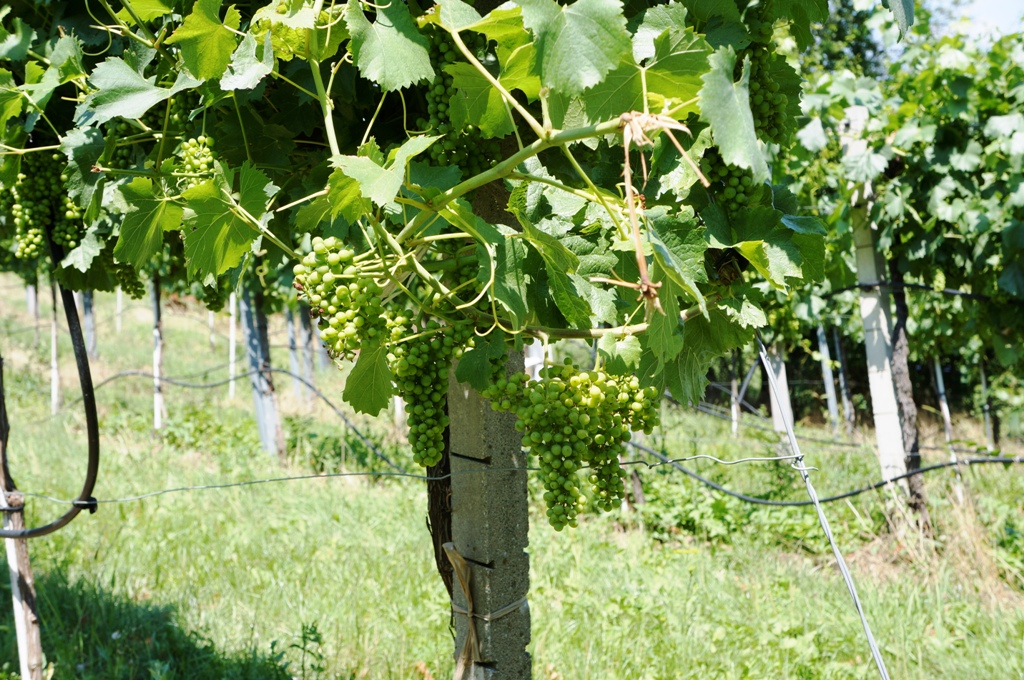 Weinreben mit Trauben