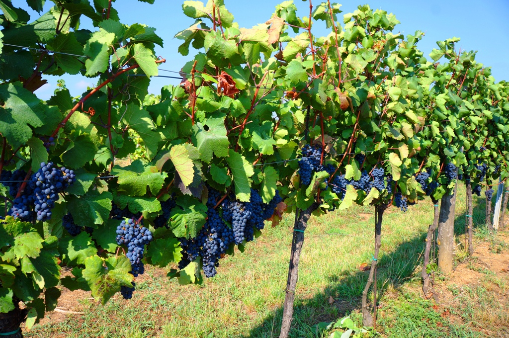 Blaue Trauben Weinstock