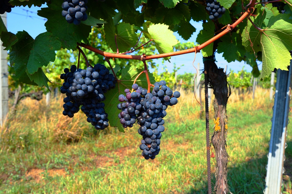 Weinstock Weinreben blaue Trauben