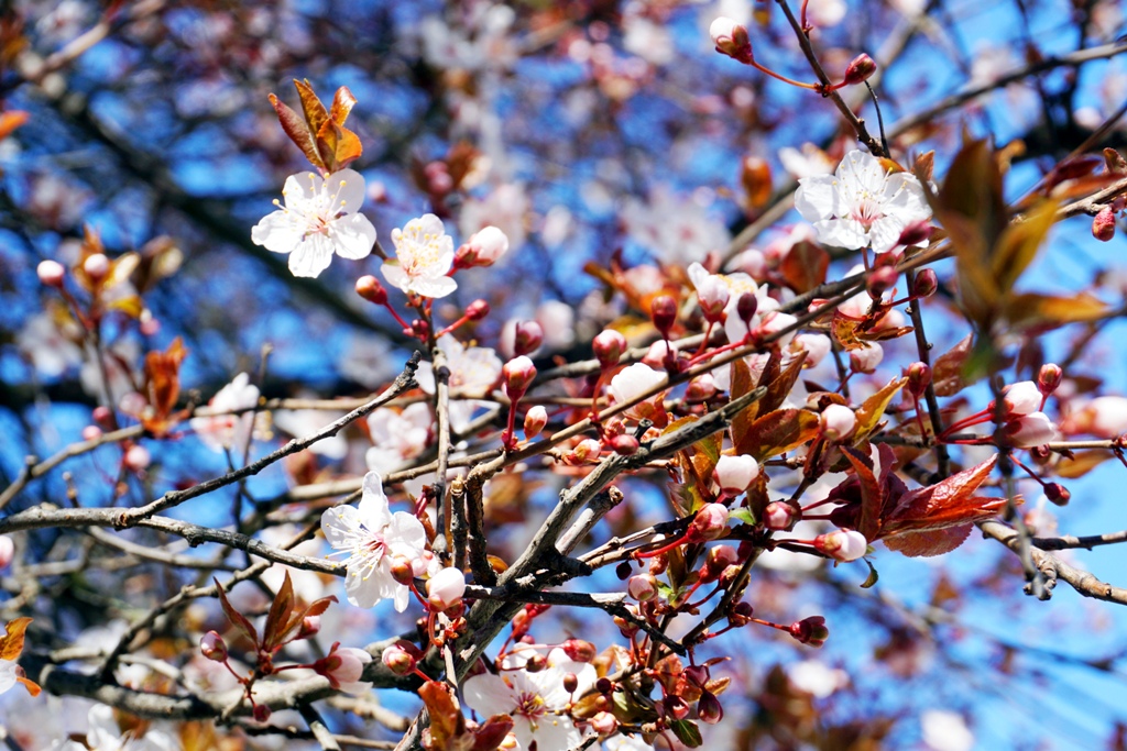 Weisse Kirschblühten im Frühling