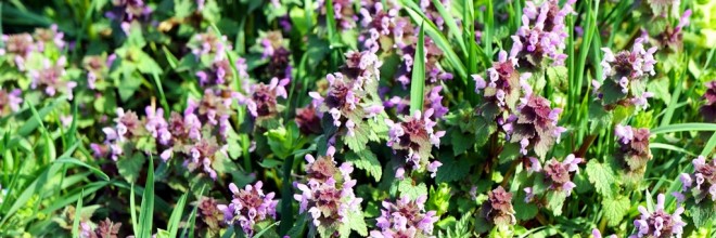 wiese-fruehling-sommer