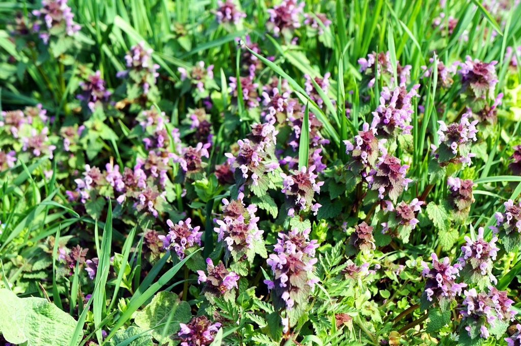 Wiese Frühling Sommer