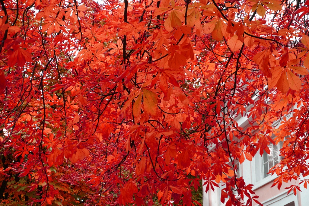 Wundervolle leuchtende Herbstfarben